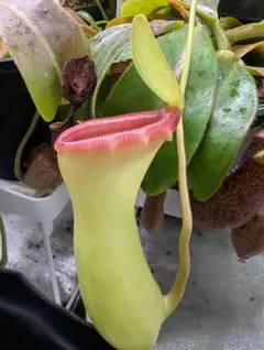 2026年最新】ネペンテス ベントリコーサの人気アイテム - メルカリ