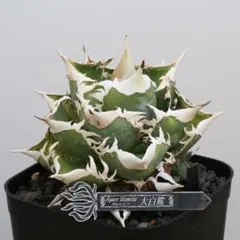 2026年最新】ホホジロザメ アガベの人気アイテム - メルカリ