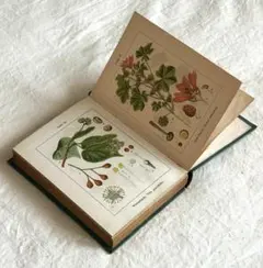 2026年最新】アンティーク植物図鑑の人気アイテム - メルカリ