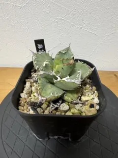 2026年最新】麻花龍の人気アイテム - メルカリ