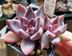 2026年最新】リンゼアナ 中里の人気アイテム - メルカリ