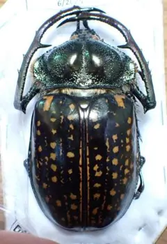 2026年最新】テナガコガネ 標本の人気アイテム - メルカリ