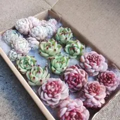 2026年最新】ゆうゆうメルカリ便 多肉植物 カット苗とセダム寄せ植え