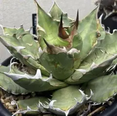 2026年最新】オアハカ 現地球の人気アイテム - メルカリ