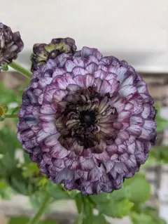 2026年最新】ラナンキュラス イカロスの人気アイテム - メルカリ