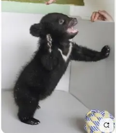 2026年最新】ヘルノ ダウン 42の人気アイテム - メルカリ