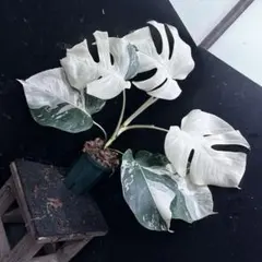 2026年最新】#モンステラホワイトタイガーの人気アイテム - メルカリ