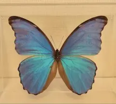 2026年最新】蝶 標本 モルフォの人気アイテム - メルカリ