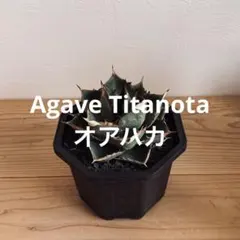 2026年最新】オアハカ 子株の人気アイテム - メルカリ