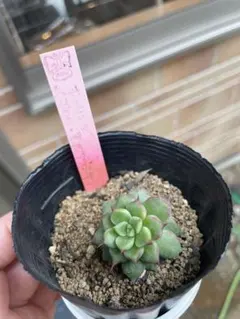 2026年最新】ルイパパの人気アイテム - メルカリ