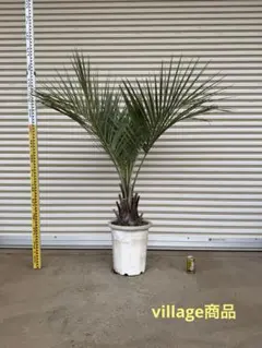 2026年最新】ココスヤシ シルバーリーフの人気アイテム - メルカリ