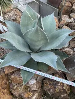 2026年最新】アガベオバティフォリアの人気アイテム - メルカリ
