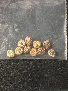 2026年最新】アデニアペチュエリーの人気アイテム - メルカリ