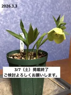 クリスマスローズ 原種 オドルス① シングル 緑 香り有り - メルカリ