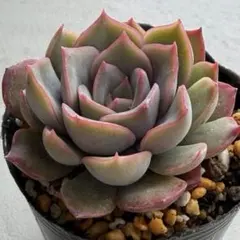 2026年最新】ロウルサンコ 多肉の人気アイテム - メルカリ