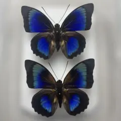 2026年最新】蝶の人気アイテム - メルカリ