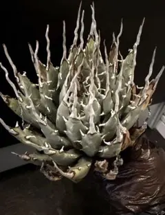 2026年最新】ホリダ 陽炎の人気アイテム - メルカリ