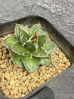 2026年最新】アガベ 王妃笹の雪 a型の人気アイテム - メルカリ