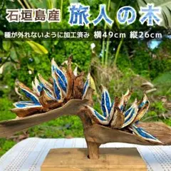 2026年最新】旅人の木の人気アイテム - メルカリ