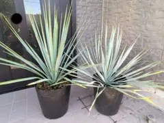 2026年最新】ユッカリギダの人気アイテム - メルカリ