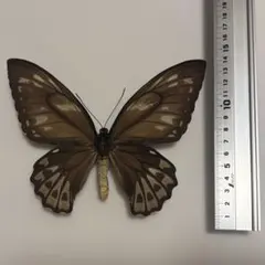 2026年最新】トリバネアゲハ 標本の人気アイテム - メルカリ