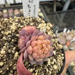 2026年最新】おらいさん苗 ちょこんの人気アイテム - メルカリ