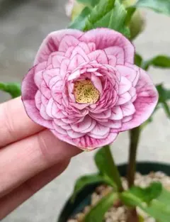 2026年最新】プリマベーラ クリスマスローズの人気アイテム - メルカリ