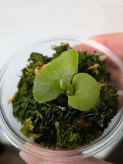 2026年最新】ビカクシダ 胞子培養の人気アイテム - メルカリ