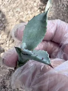 2026年最新】シュリベイマタペンシスの人気アイテム - メルカリ