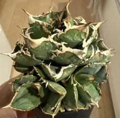 2026年最新】アガベ 子株 セットの人気アイテム - メルカリ