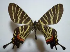 2026年最新】蝶の人気アイテム - メルカリ