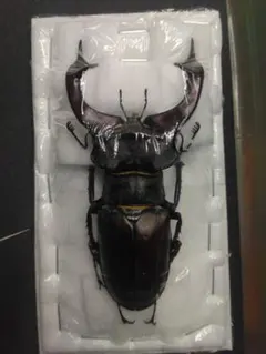 2026年最新】ミヤマクワガタ 標本の人気アイテム - メルカリ