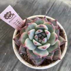 2026年最新】中里リンぜアナの人気アイテム - メルカリ