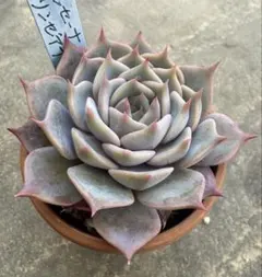 2026年最新】リンゼアナ おらいの人気アイテム - メルカリ