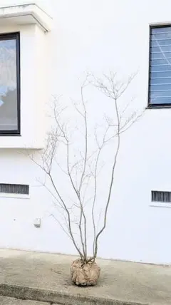 2026年最新】ドウダンツツジ 山採りの人気アイテム - メルカリ