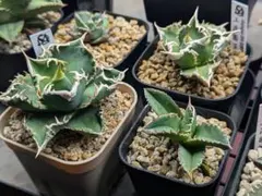 2026年最新】アガベ白豪刺の人気アイテム - メルカリ