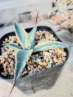 2026年最新】アガベスカブラの人気アイテム - メルカリ