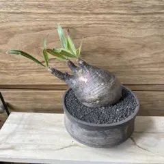 2026年最新】パキポディウムグラキリス 現地球の人気アイテム - メルカリ