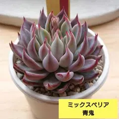 2026年最新】おらいさん苗 青鬼の人気アイテム - メルカリ