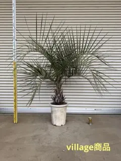 2026年最新】ココスヤシ シルバーリーフの人気アイテム - メルカリ