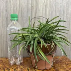 2026年最新】風蘭の人気アイテム - メルカリ