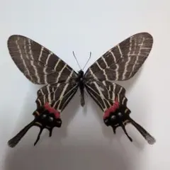 2026年最新】標本 シボリアゲハの人気アイテム - メルカリ