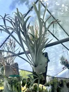 2026年最新】veitchii 2ndの人気アイテム - メルカリ