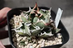 2026年最新】アガベ皇冠 クラウンの人気アイテム - メルカリ