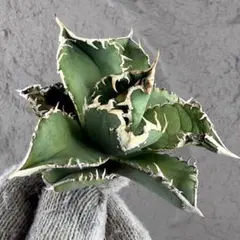 2026年最新】白豪刺の人気アイテム - メルカリ