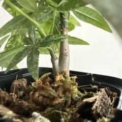 2026年最新】パキラ ミルキーウェイ 実生の人気アイテム - メルカリ