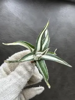 2026年最新】氷山 中斑の人気アイテム - メルカリ