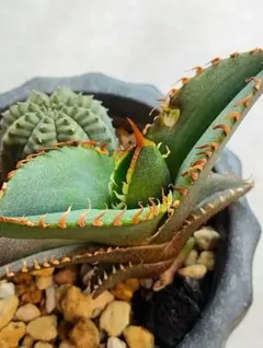 2026年最新】オテロイ 実生 子株の人気アイテム - メルカリ