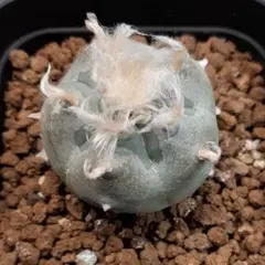 2026年最新】疣銀冠の人気アイテム - メルカリ