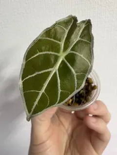 2026年最新】アロカシア ワトソニア ライトニングの人気アイテム